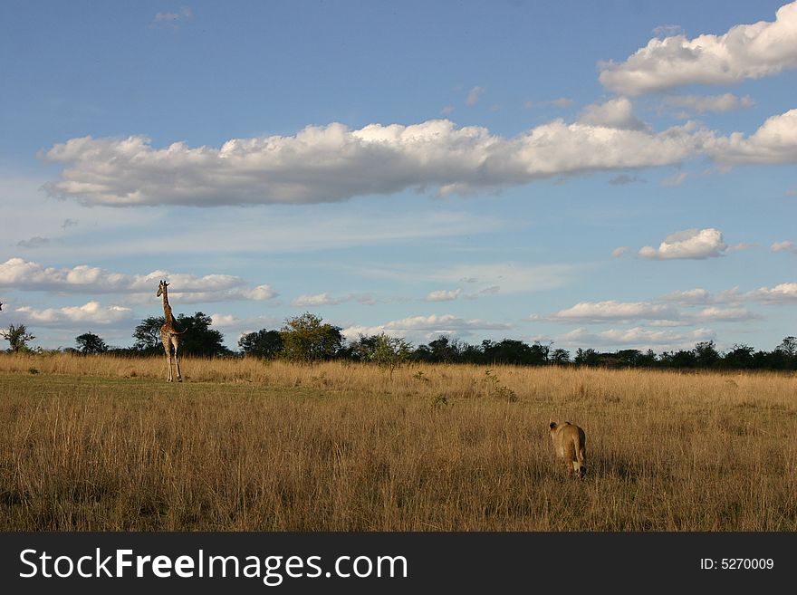 Lion Hunting Giraffe