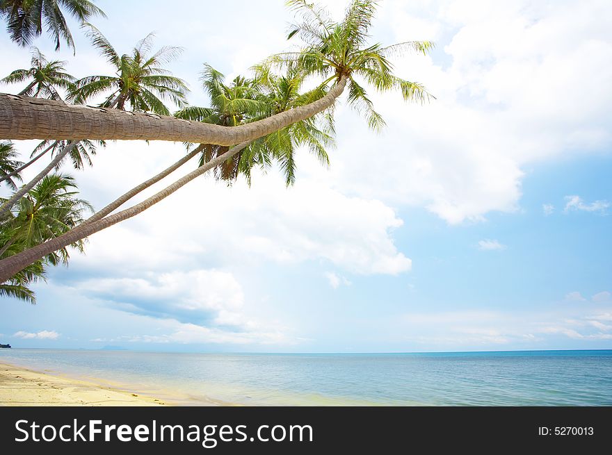 View of nice tropical empty sandy beach with some palm. View of nice tropical empty sandy beach with some palm