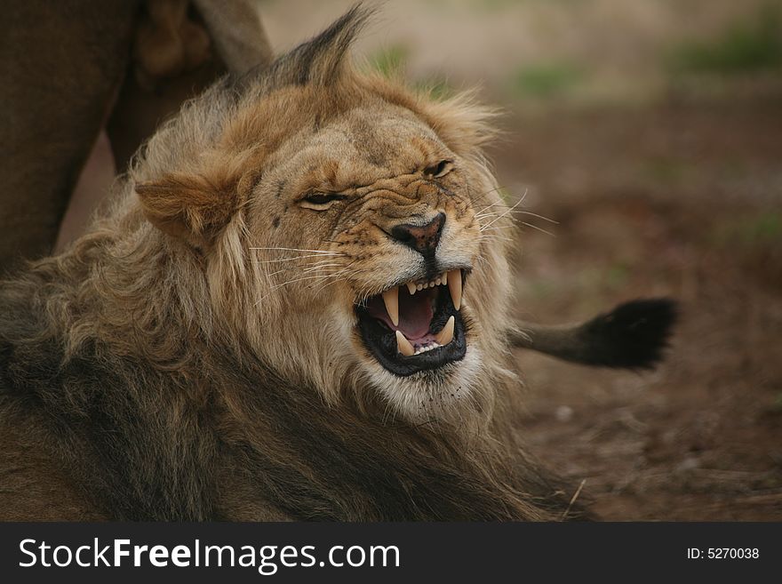 A an adult male lion bears his teeth. A an adult male lion bears his teeth