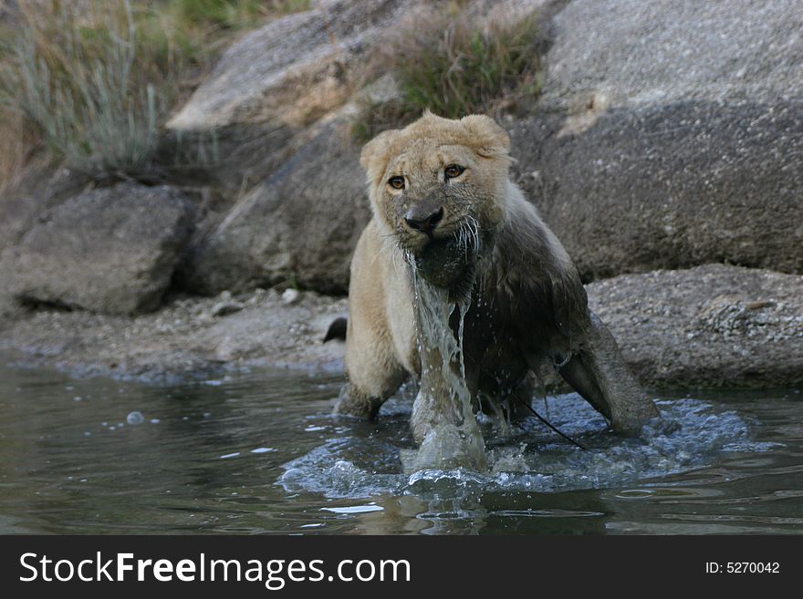 A young male lion plays in a waterhole. A young male lion plays in a waterhole