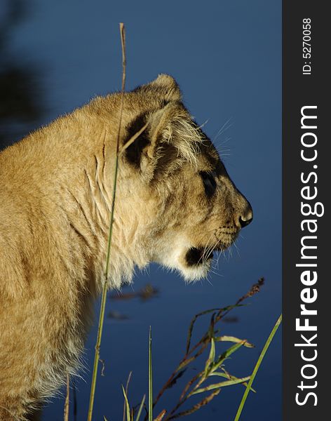 A young female African lion sits by a waterhole. A young female African lion sits by a waterhole