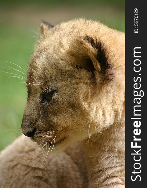 Young African female lion cub