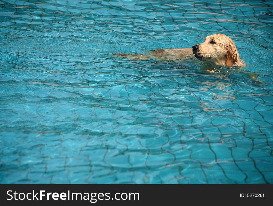 Golden retriever swimming in pool. Golden retriever swimming in pool