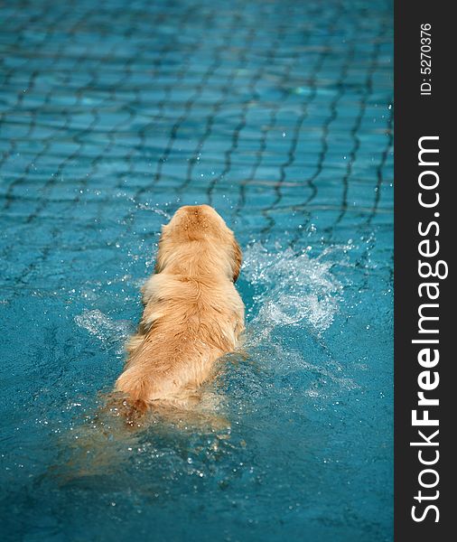 Golden retriever swimming in pool. Golden retriever swimming in pool