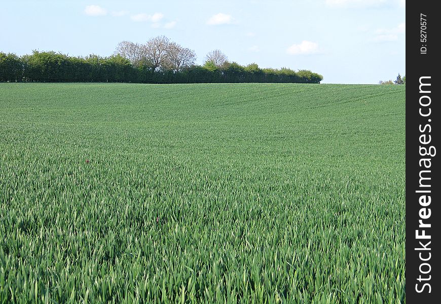 Lush green field with trees in the background