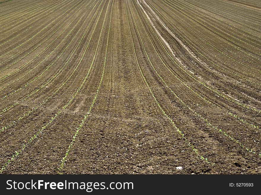 Field with repeated pattern in the italian countryside. Field with repeated pattern in the italian countryside
