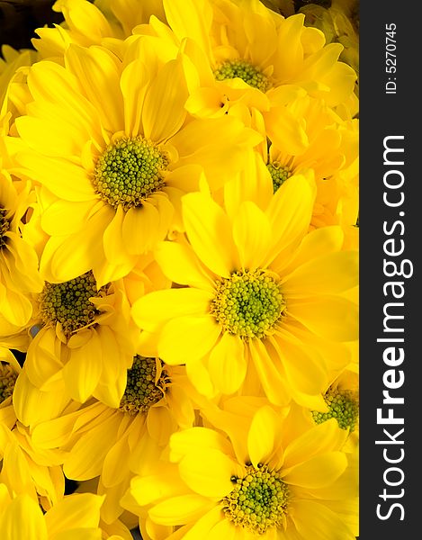 A background consisiting of yellow, springtime daisies. A background consisiting of yellow, springtime daisies