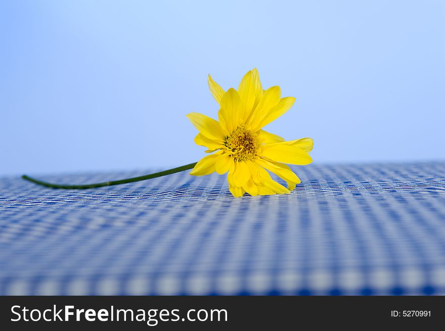 A yellow daisy on a blue gingham or checked tablecloth in front of a blue sky. A yellow daisy on a blue gingham or checked tablecloth in front of a blue sky