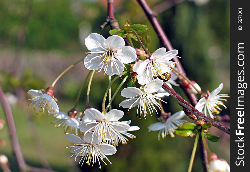 Spring cherry blossom close up