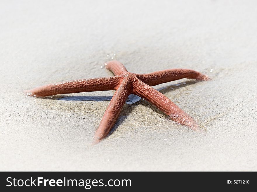 Wave washes a sea star. Wave washes a sea star