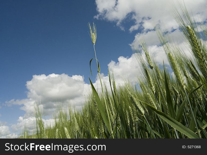 A wheat blade under a cloudy sky in Tuscany.