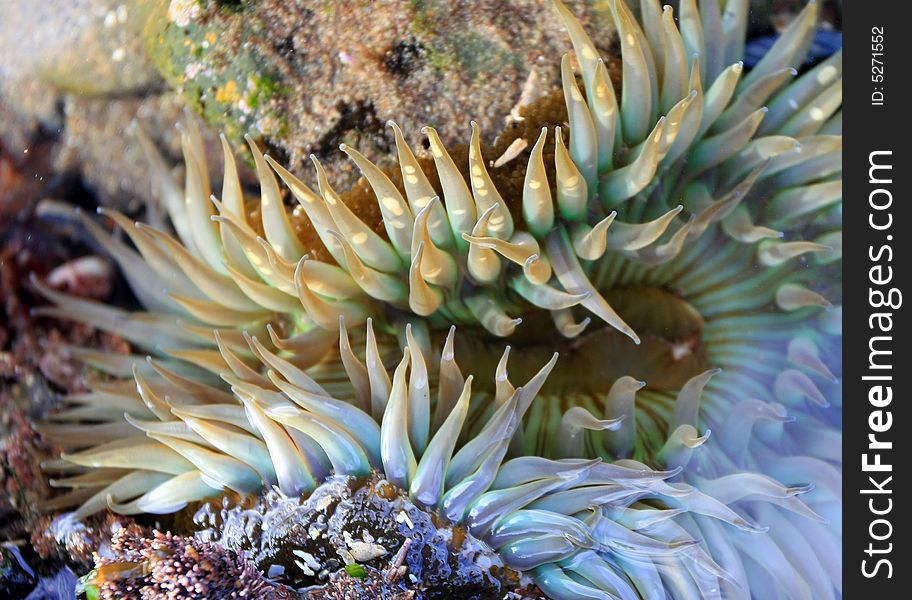 Huge colorful anemone in low tide