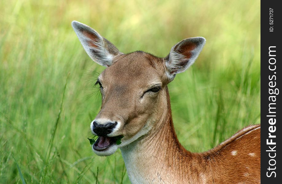 A young deer chewing on a leaf. A young deer chewing on a leaf