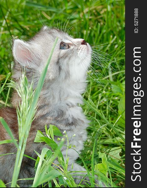 Cute one month old grey kitten hunting in grass. Cute one month old grey kitten hunting in grass