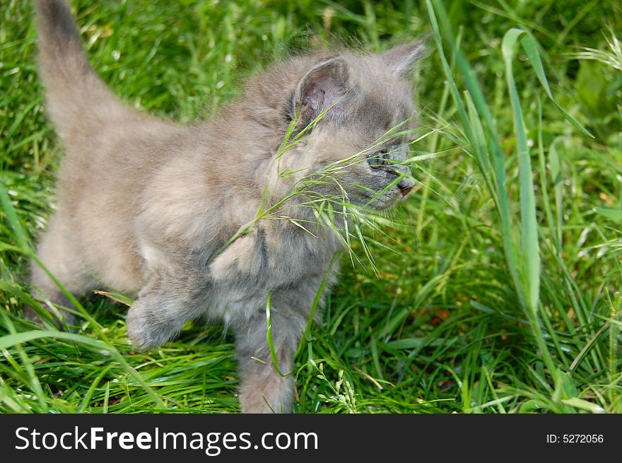 Cute one month old grey kitten hunting in grass. Cute one month old grey kitten hunting in grass