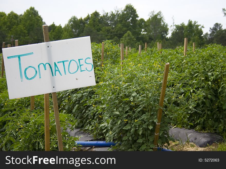 Rows of tomatoes in a field in front of a sign that says tomatoes. Rows of tomatoes in a field in front of a sign that says tomatoes.