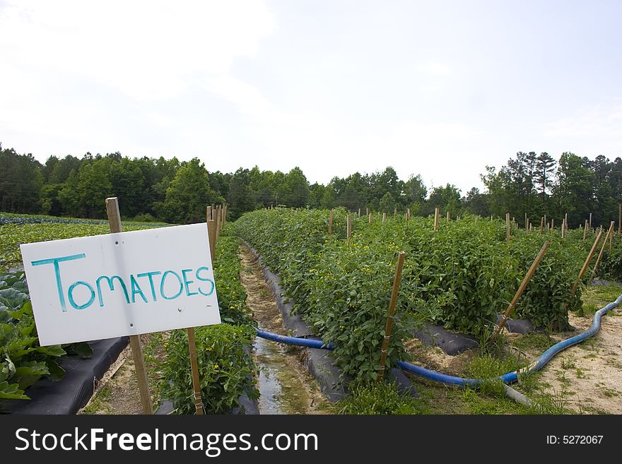 Rows of tomatoes in a field with a sign telling what they are. Rows of tomatoes in a field with a sign telling what they are.