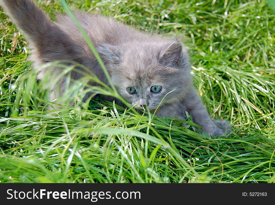 Cute one month old grey kitten hunting in grass. Cute one month old grey kitten hunting in grass