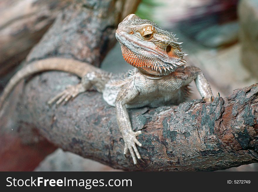 Bearded Dragon on a branch looking out. Bearded Dragon on a branch looking out