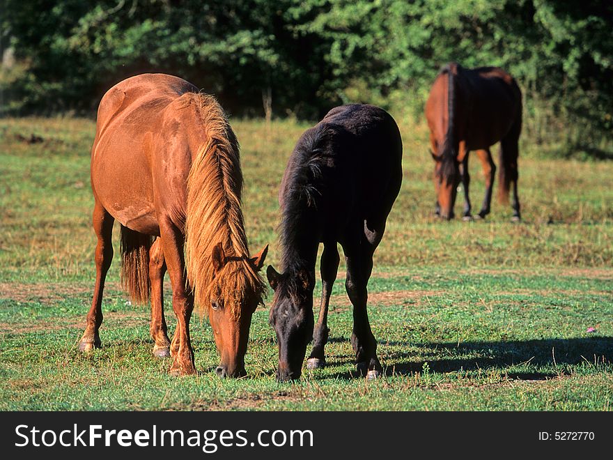 Horses grazed on a meadow. Horses grazed on a meadow.