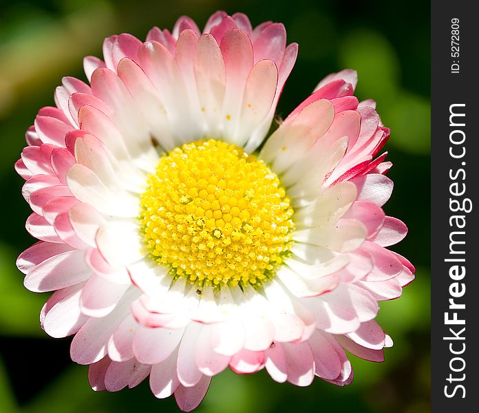 Close-up single daisy on field