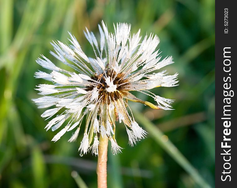 Dandelion with dew drop at sunrise. Dandelion with dew drop at sunrise