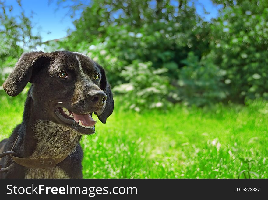 Dog with green and blue background. Dog with green and blue background
