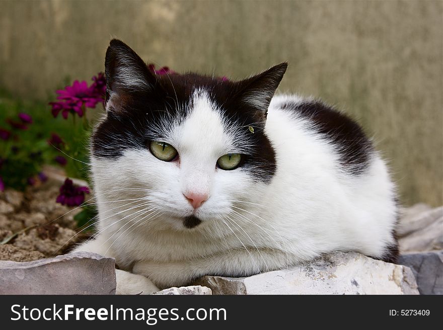 A beautiful female of european cat. A beautiful female of european cat