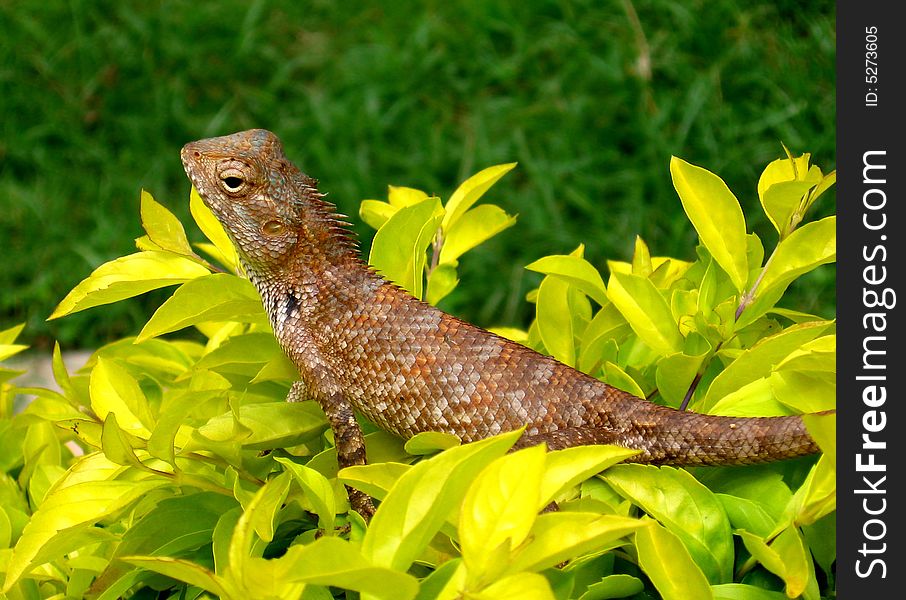 A chameleon lizard sitting on plant. A chameleon lizard sitting on plant