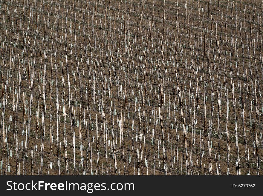 Mediterranean vineyards in Italy.
Fabriano (AN)