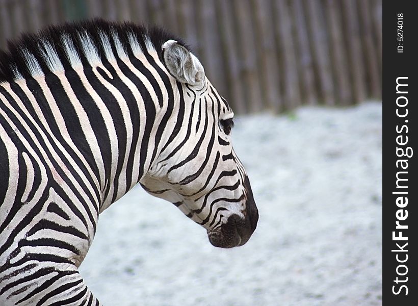 Zebra is a strong beautiful animal, nature awarded their interesting colors.