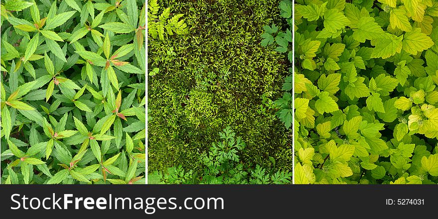 Three different plant backgrounds: moss, various leaves. Useful 3 in 1 set for graphic materials. Three different plant backgrounds: moss, various leaves. Useful 3 in 1 set for graphic materials.