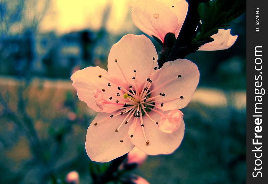 A spring afternoon,Beautiful blossom flowers on a tree. A spring afternoon,Beautiful blossom flowers on a tree.