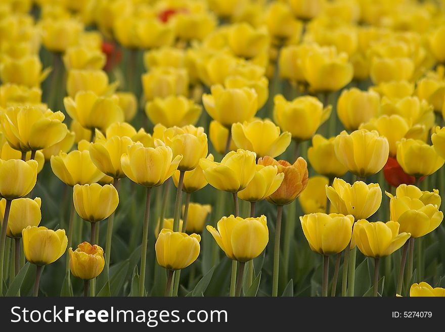 Tulips Tulip Yellow Lawn Bed City Park Holiday Spring