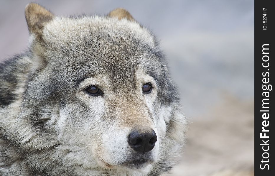 The wolf Predator Animal Wild Muzzle Eyes Sight Grey Portrait. The wolf Predator Animal Wild Muzzle Eyes Sight Grey Portrait