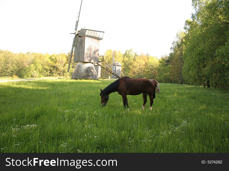 Summer in a village - a museum open-air in Estonia, Tallinn