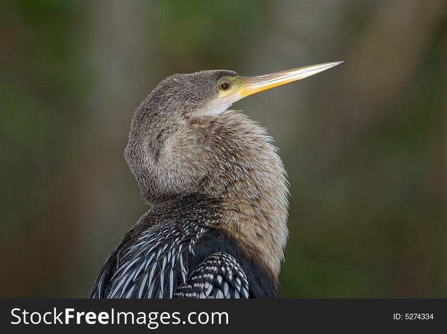 An Anhinga perched high up on a branch