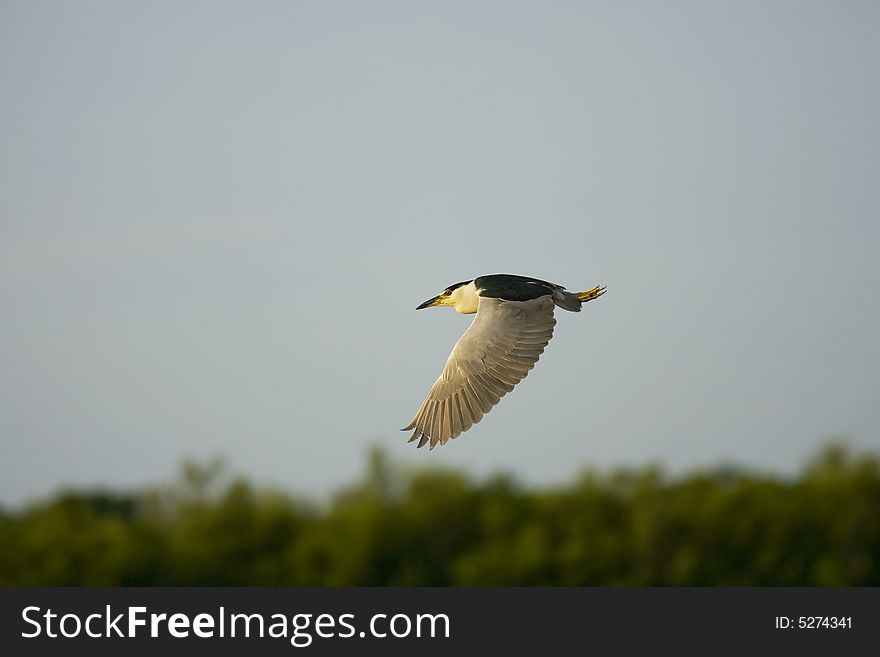 Black-crowned Night Heron In Flight