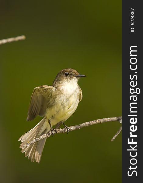 An Eastern Wood-Pewee stretching his wings out