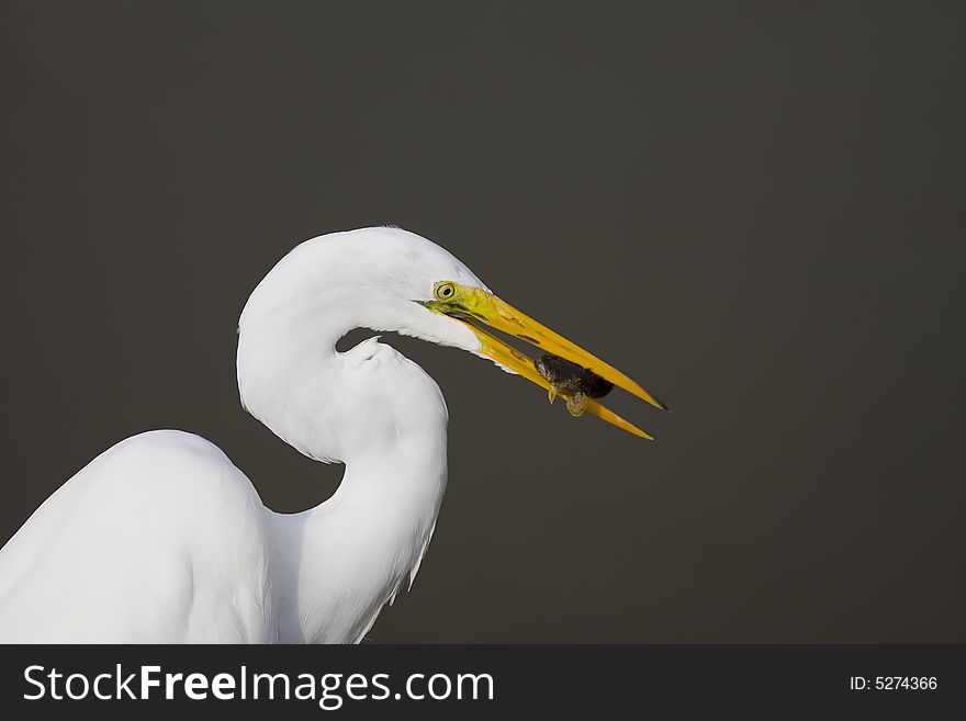 A Great Egret with a fish in his beak