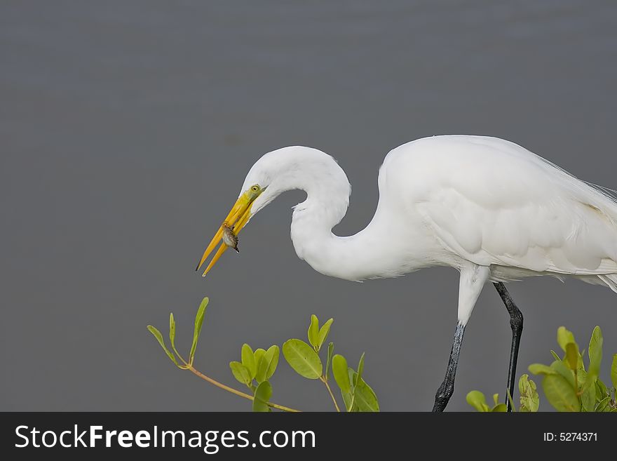 A Great Egret With A Fish