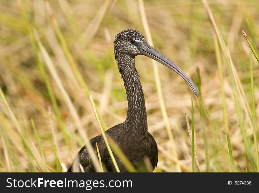 A Glossy Ibis foraging in a field near a pond for food
