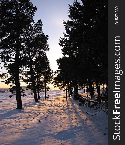 The Siberian Taiga.