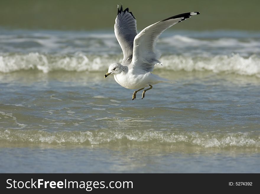 A Ring-billed Gull landing in the surf