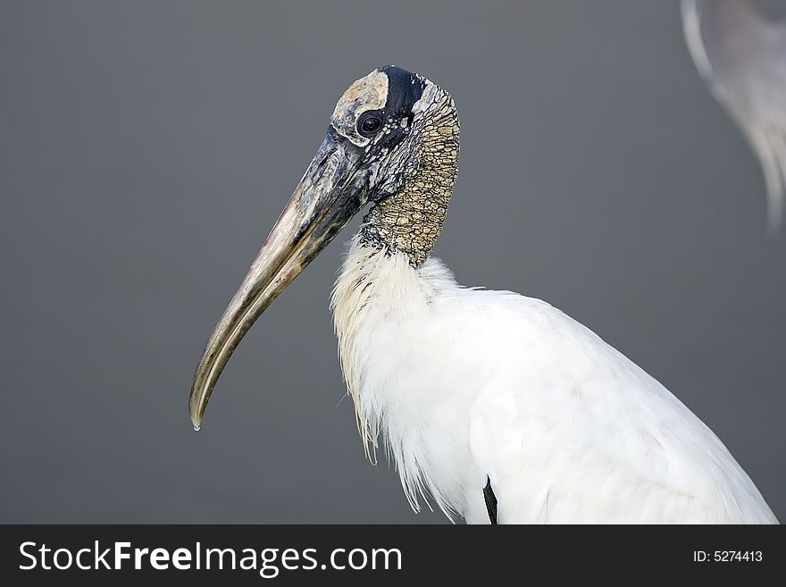 A Wood Stork poses for a close up photo. A Wood Stork poses for a close up photo