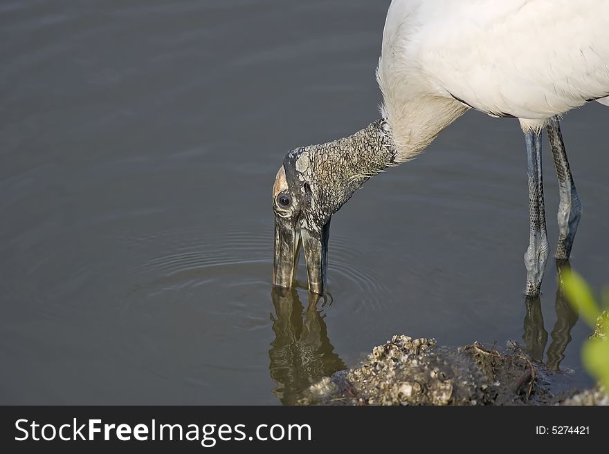 A Wood Stork fishing for a meal near the bank of a pond