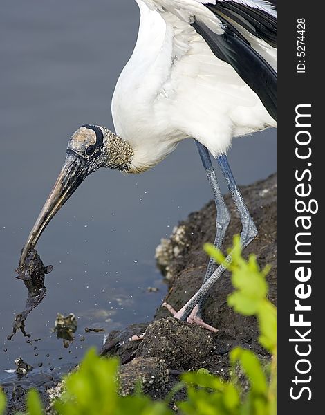 A Wood Stork With A Fish