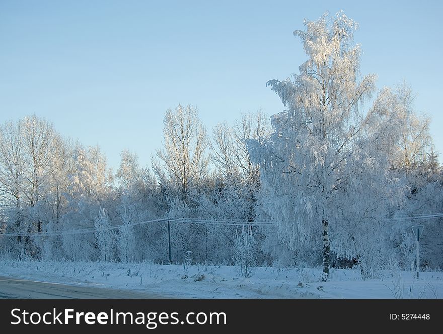 Frozen birch, Russia, early in the morning. Frozen birch, Russia, early in the morning
