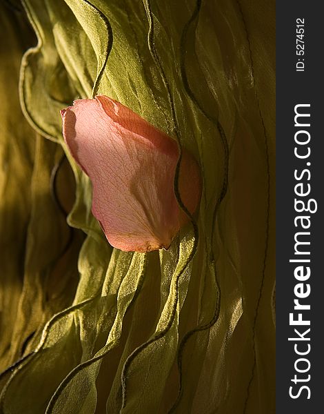 Petal Of A Rose On A Green Background