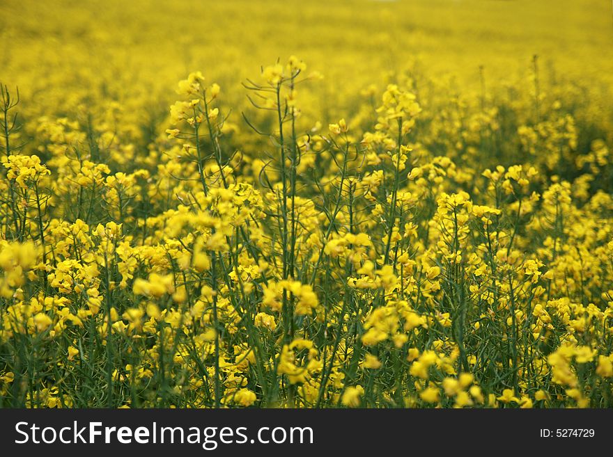 flowers background latina: Brassica napus. flowers background latina: Brassica napus